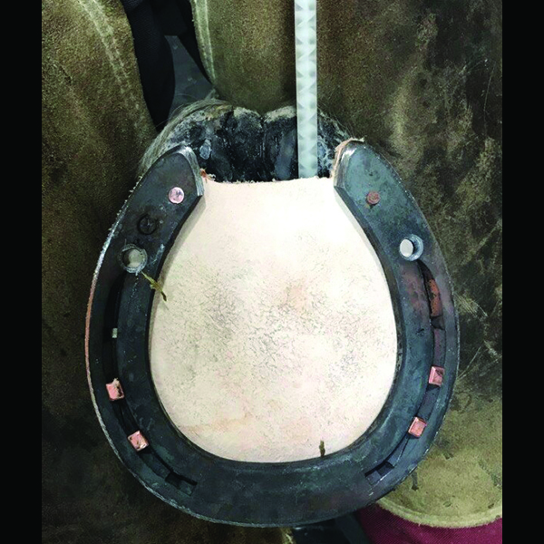 Equi-Pak Soft 210cc
