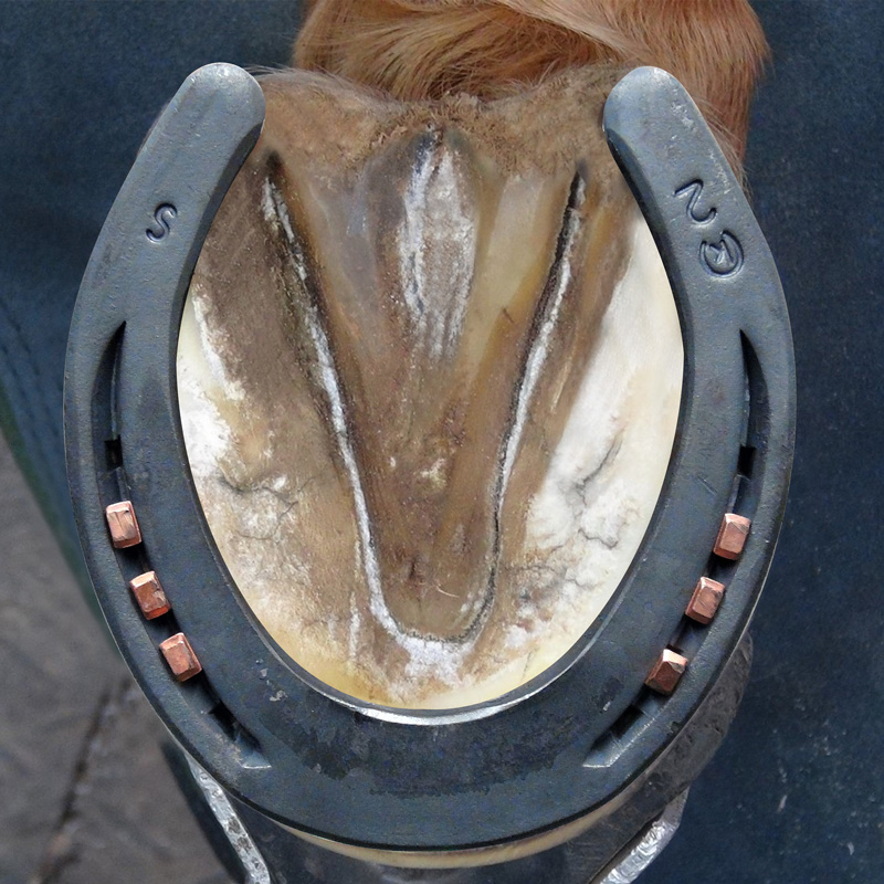 Standard Toe Wgt 2 (10 pair)