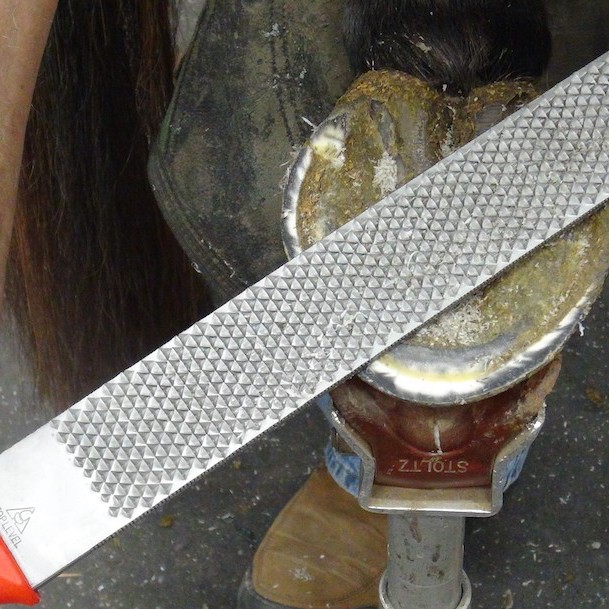 Bellota Top Level Long Rasp (6 per box)
